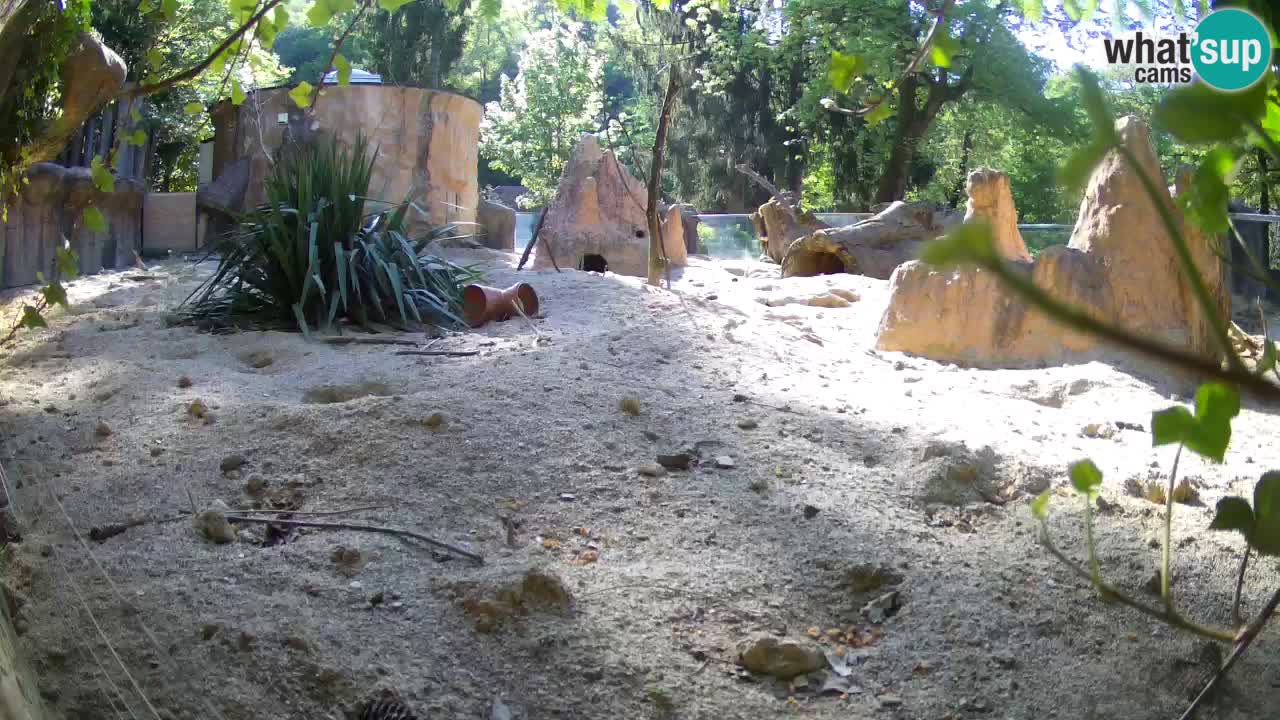 Live cam Zoo Ljubljana – Erdmännchen