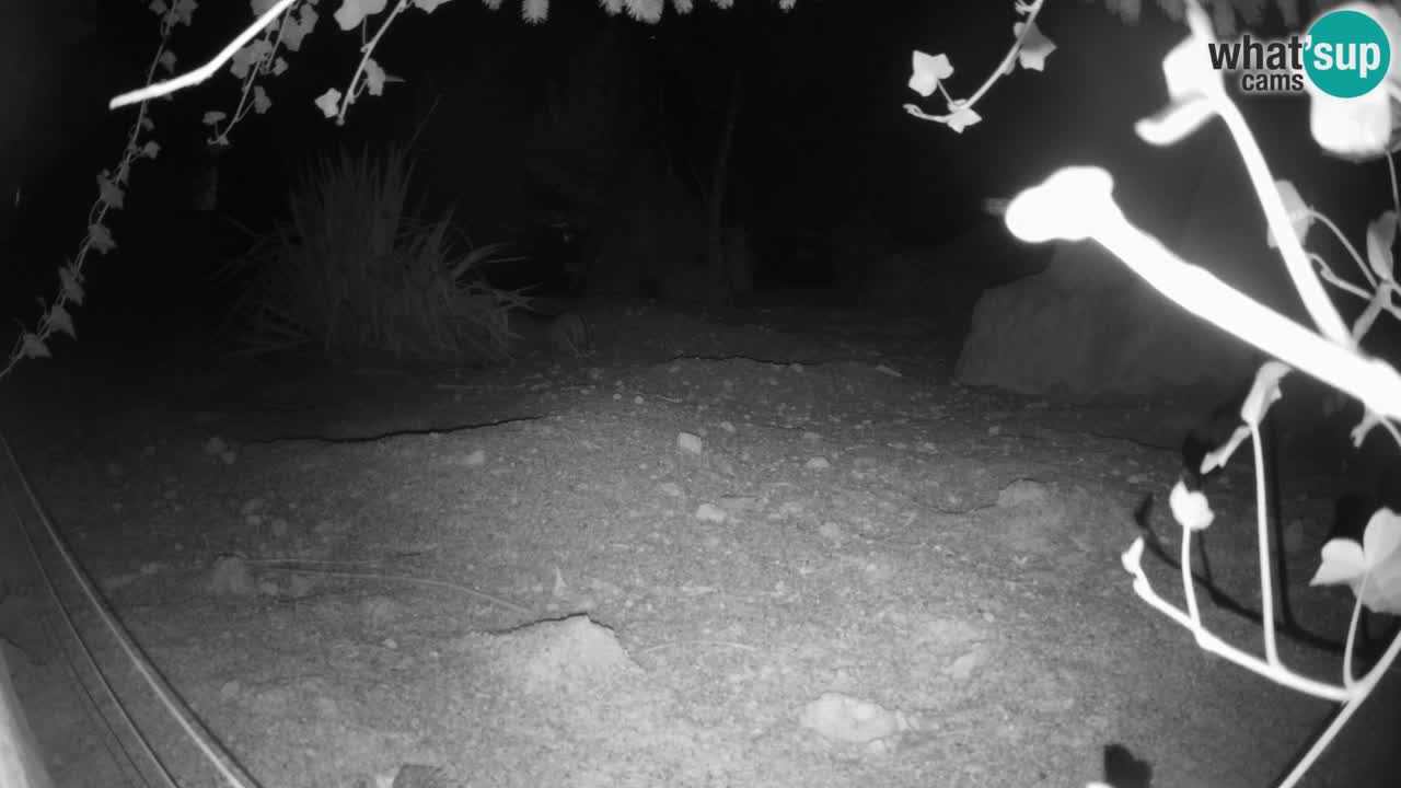 Zoo Ljubljana – Live webcam Meerkat (Suricata)