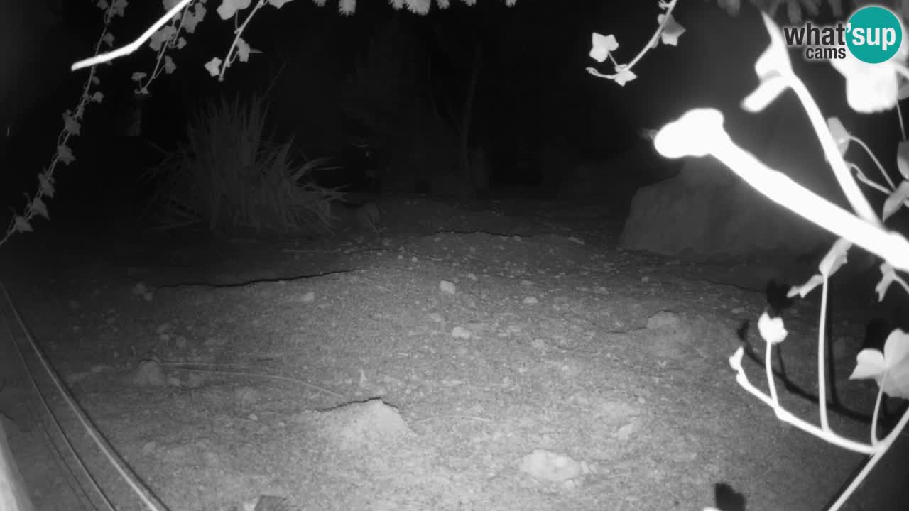 Live cam Zoo Ljubljana – Erdmännchen
