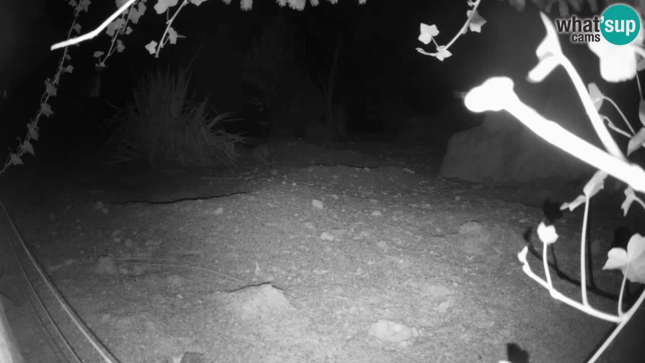Webcam Zoo Ljubljana – Suricate
