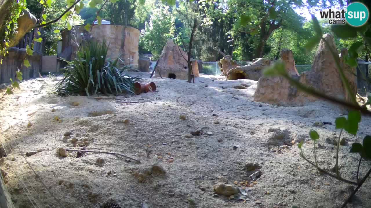 Zoo Ljubljana – Meerkat (Suricata)