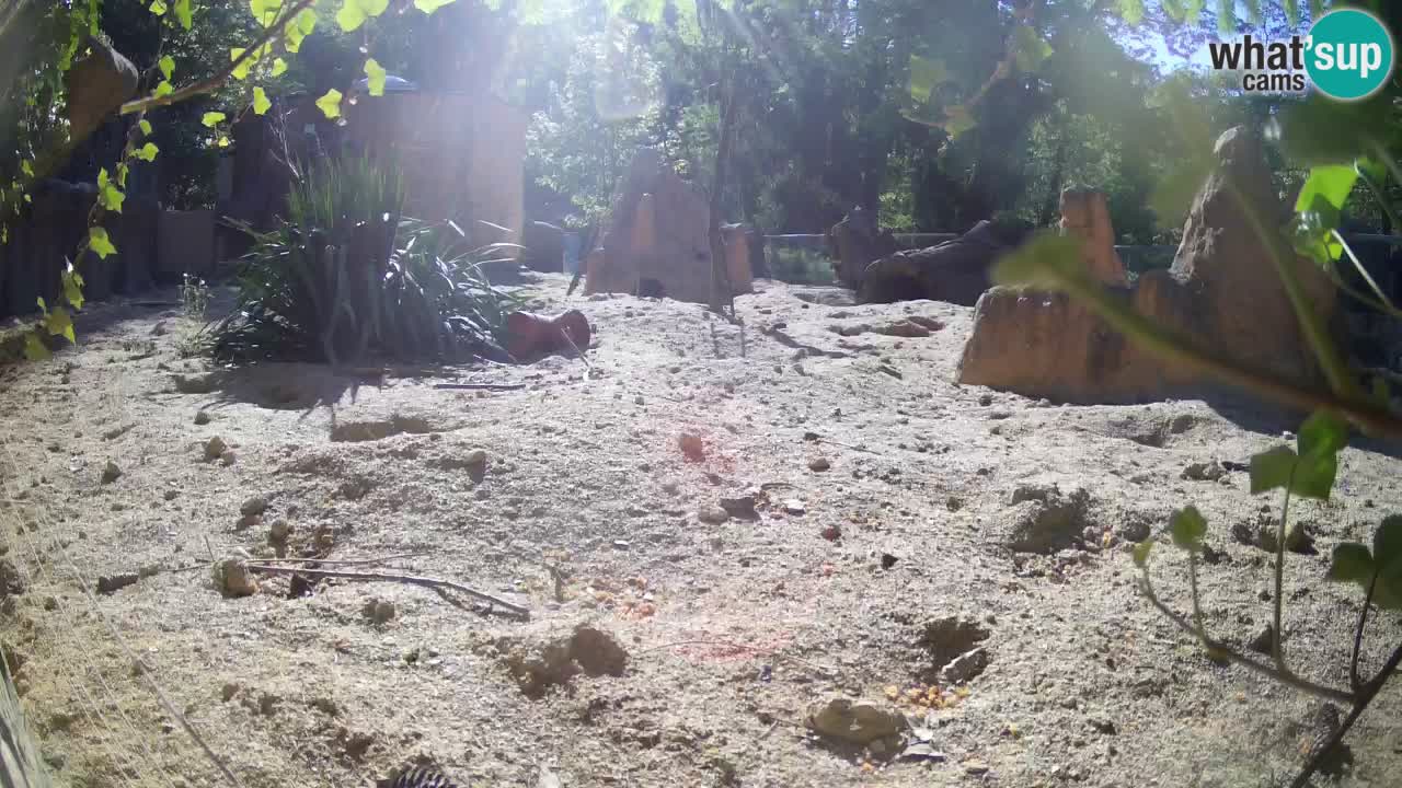 Live cam Zoo Ljubljana – Erdmännchen