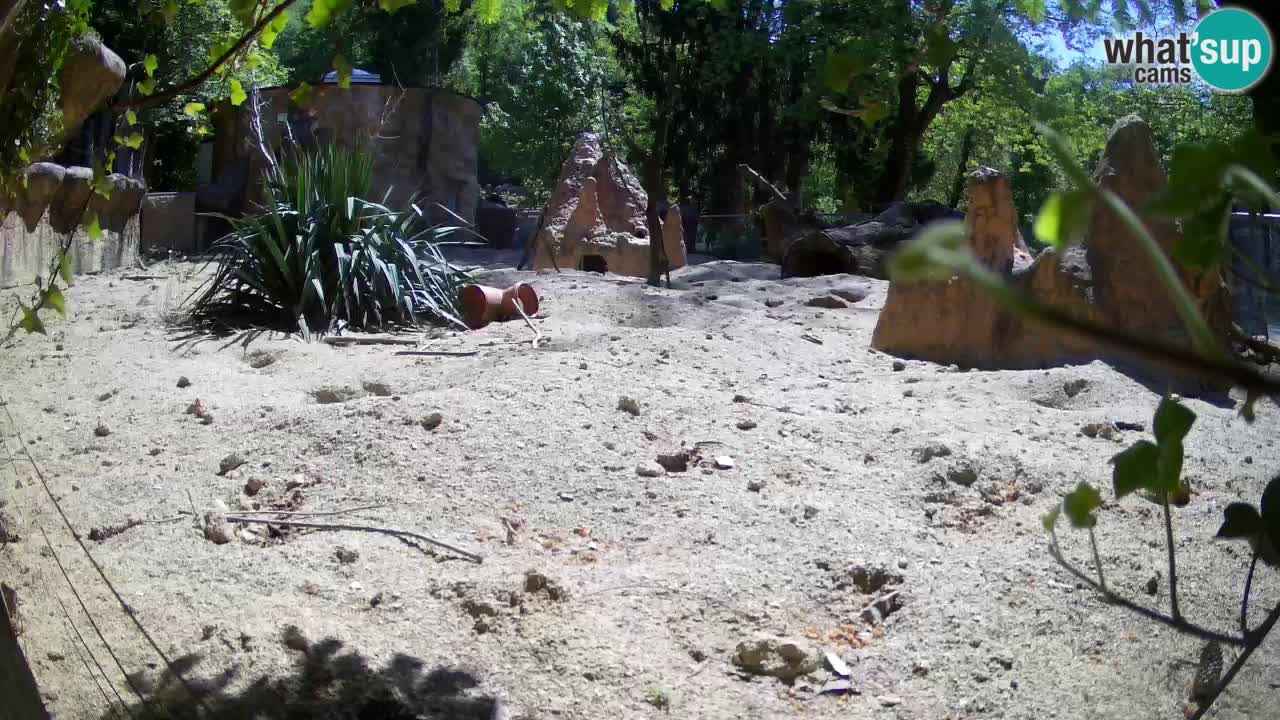Zoo Ljubljana – Live webcam Meerkat (Suricata)