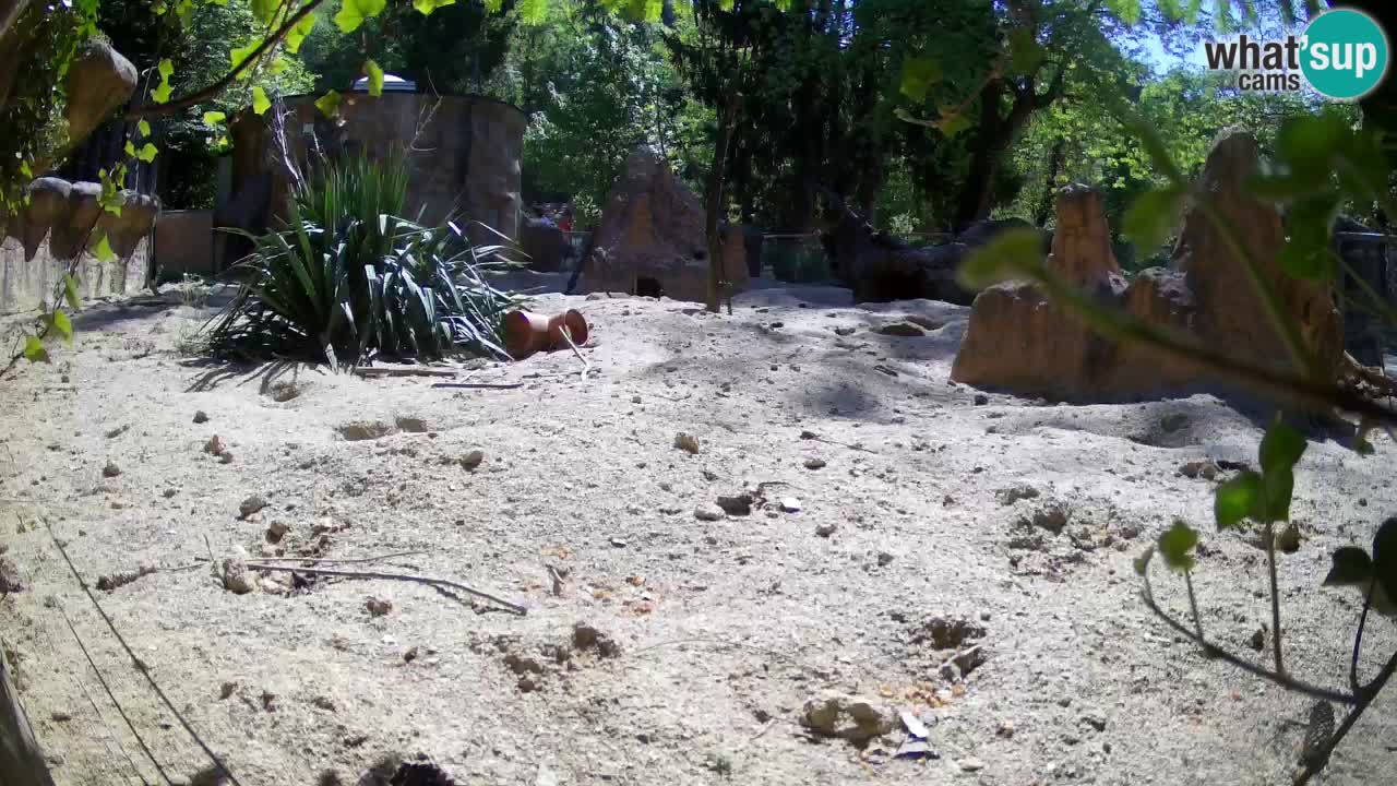 Live cam Zoo Ljubljana – Erdmännchen