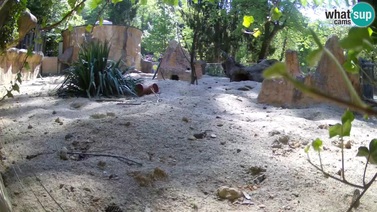 Web kamera Zoo Ljubljana – Merkat