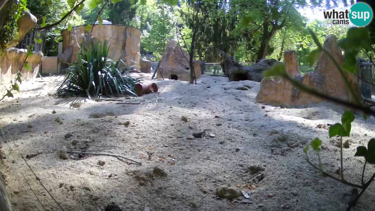 Webcam live Zoo Ljubljana – Suricata