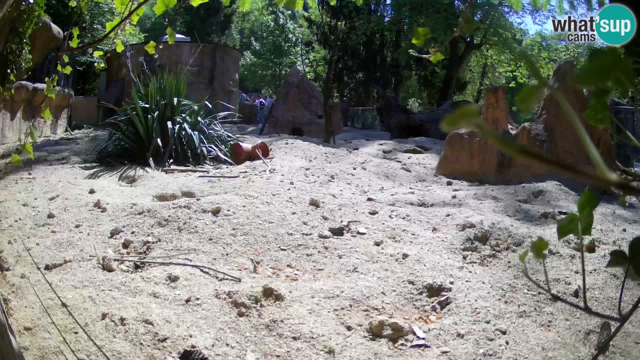 Webcam live Zoo Ljubljana – Suricata