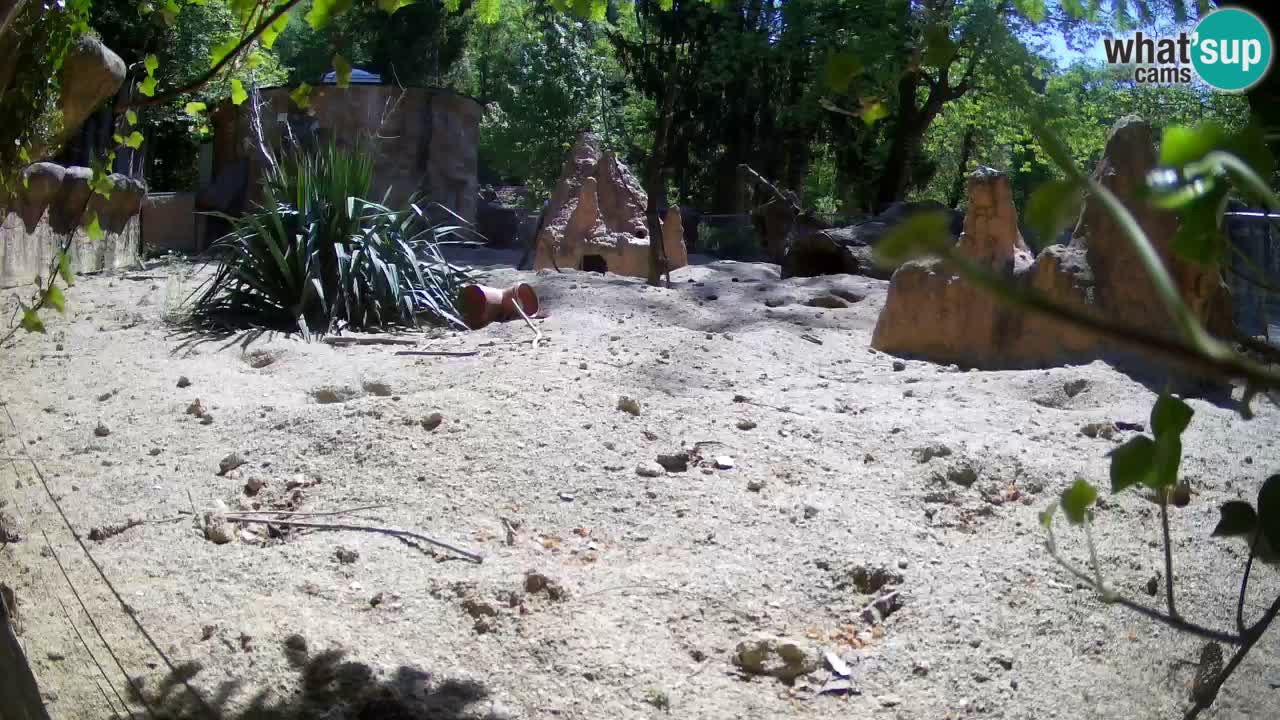 Web kamera Zoo Ljubljana – Merkat