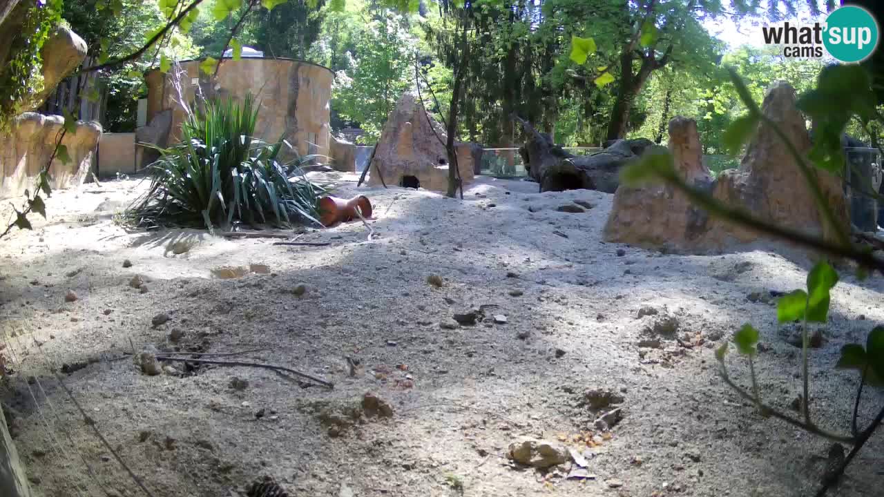 Web kamera Zoo Ljubljana – Merkat