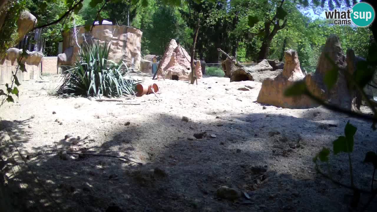 Live cam Zoo Ljubljana – Erdmännchen