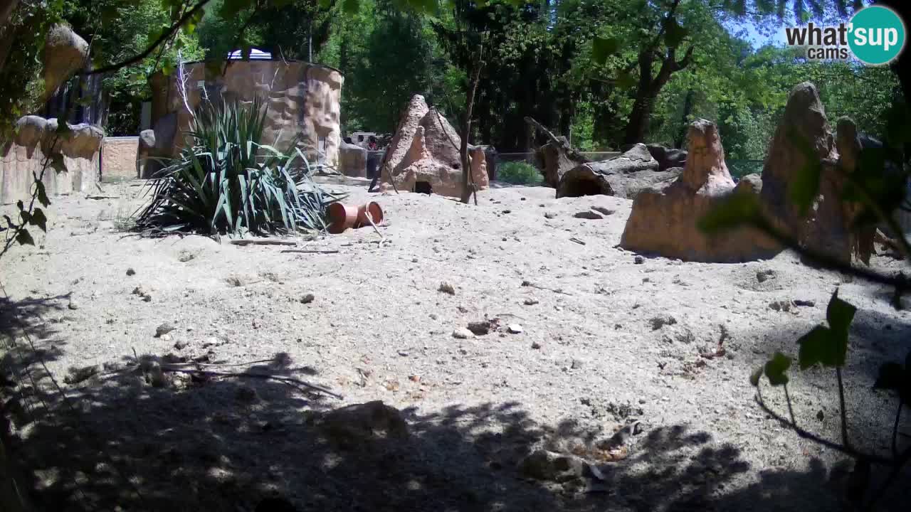 Zoo Ljubljana – Live webcam Meerkat (Suricata)