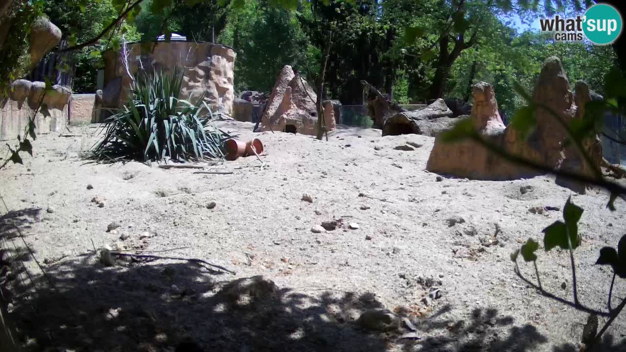 Zoo Ljubljana – Live webcam Meerkat (Suricata)