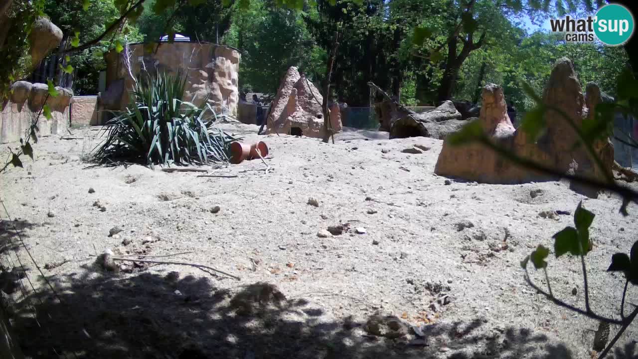 Live cam Zoo Ljubljana – Erdmännchen