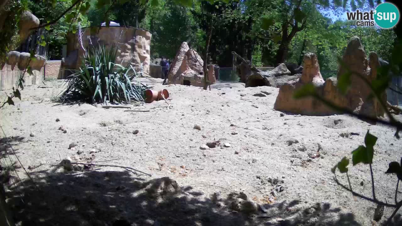 Zoo Ljubljana – Live webcam Meerkat (Suricata)