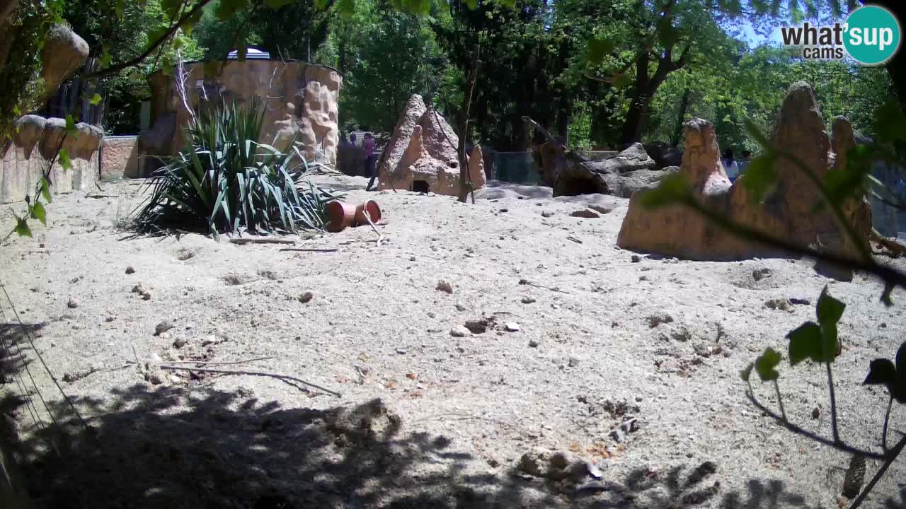 Zoo Ljubljana – Live webcam Meerkat (Suricata)