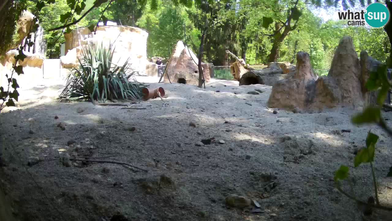 Web kamera Zoo Ljubljana – Merkat