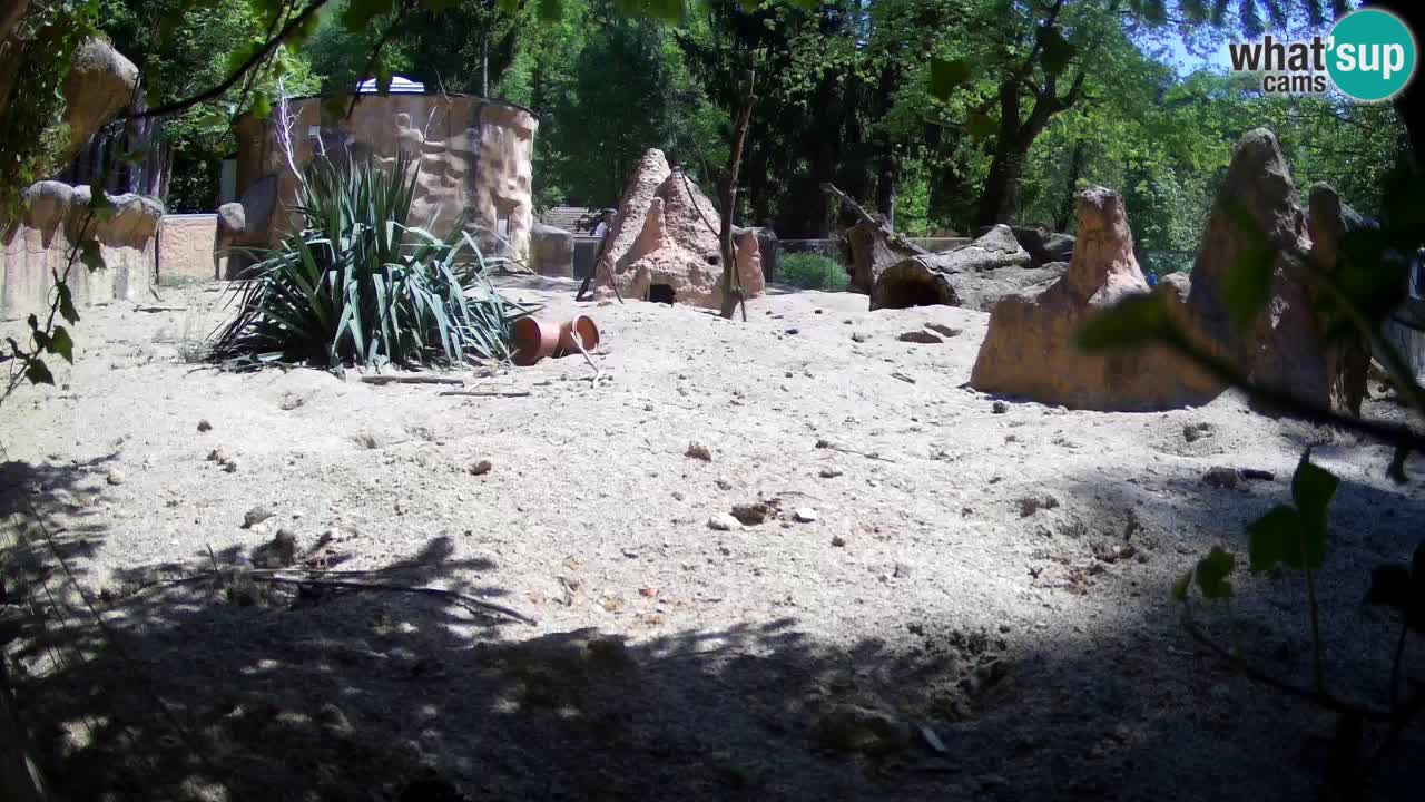 Live cam Zoo Ljubljana – Erdmännchen