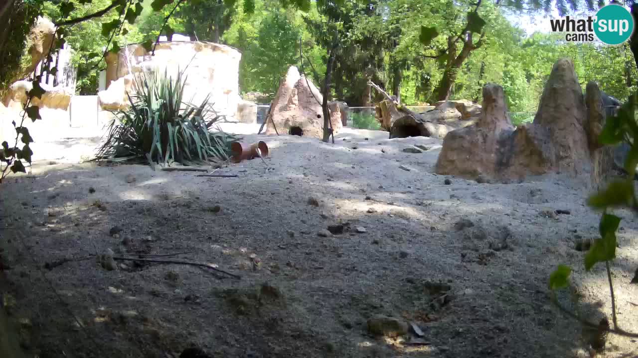 Web kamera Zoo Ljubljana – Merkat