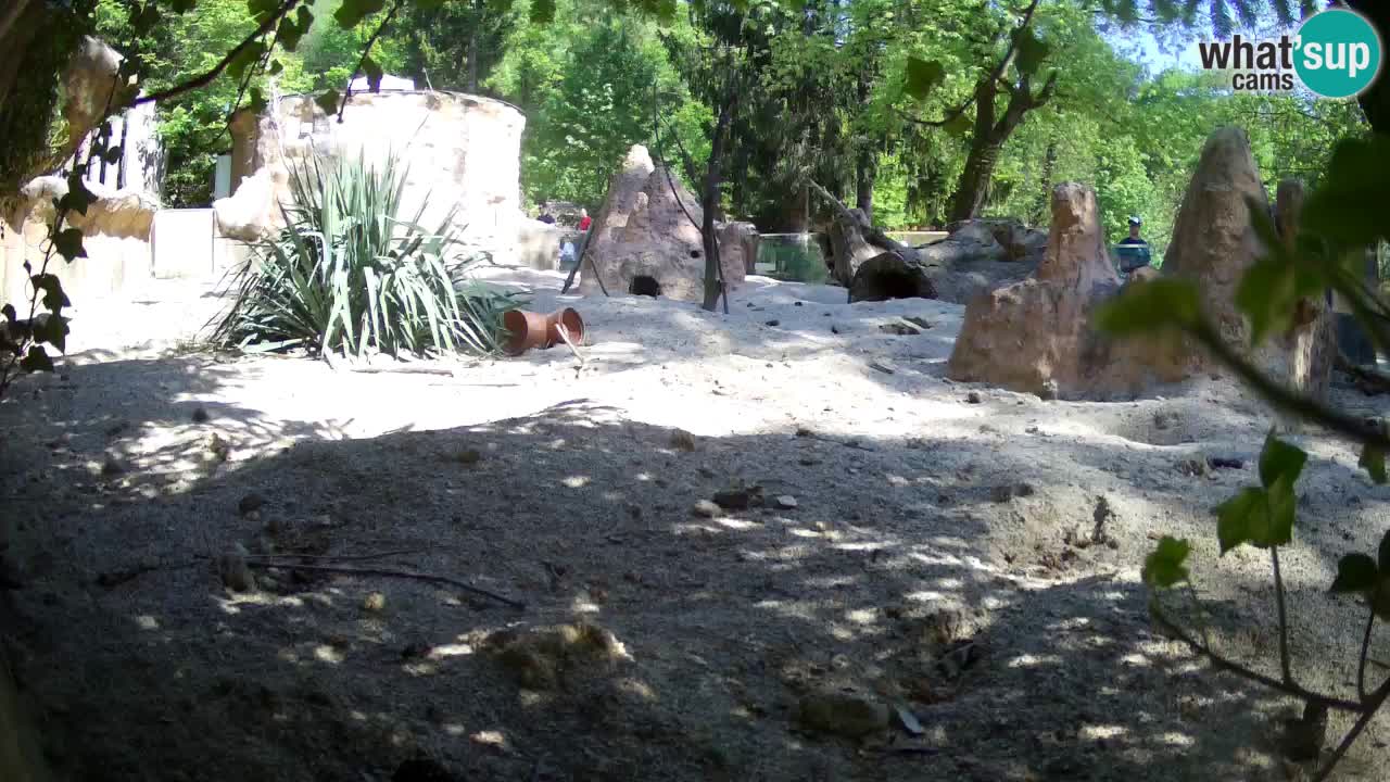 Live cam Zoo Ljubljana – Erdmännchen