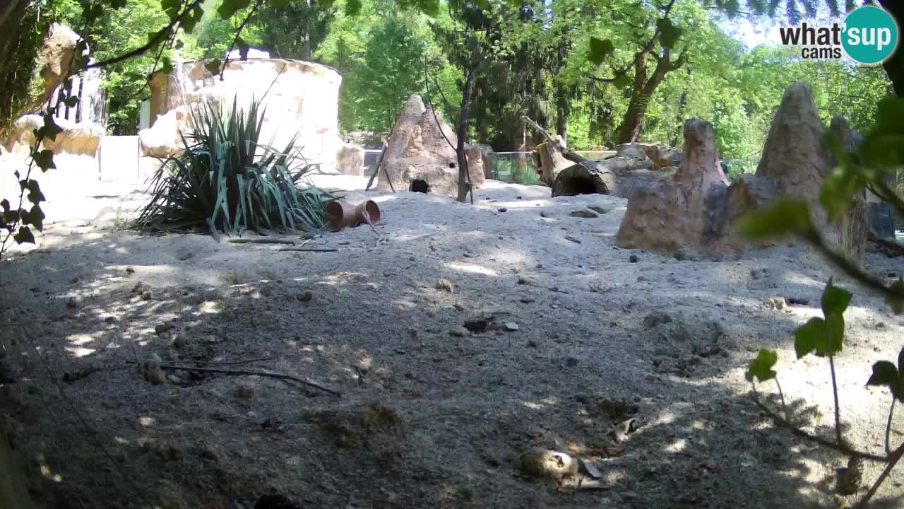 Webcam Zoo Ljubljana – Suricate