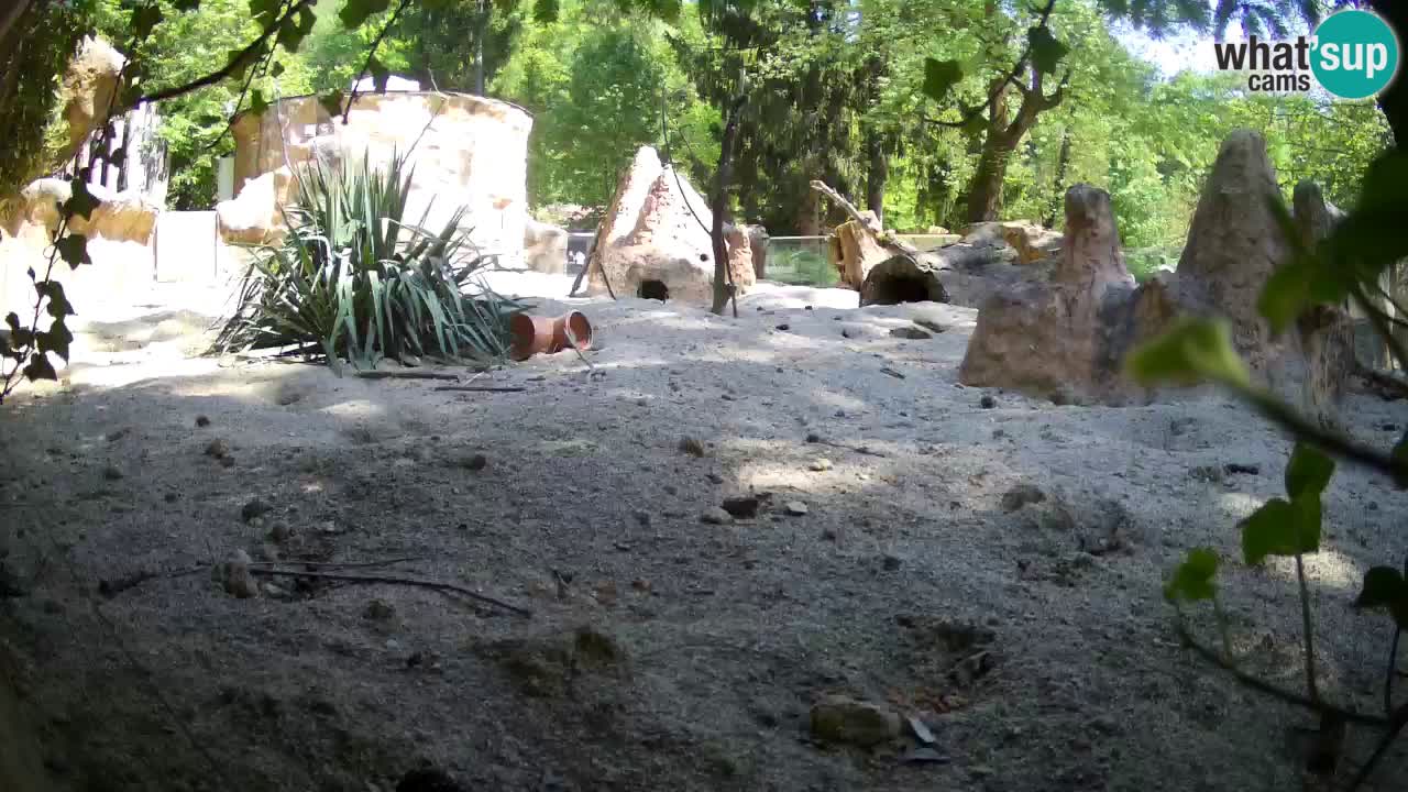 Live cam Zoo Ljubljana – Erdmännchen