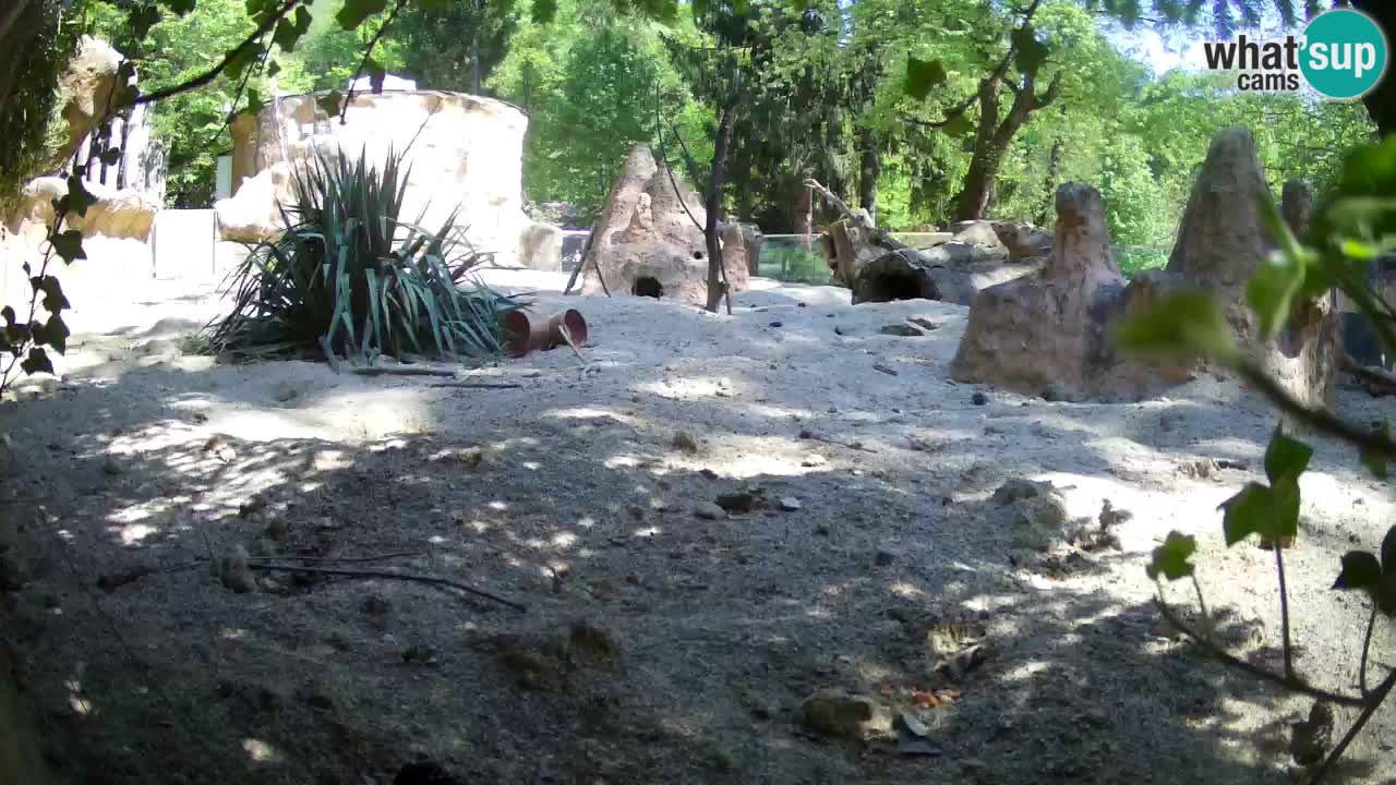 Live cam Zoo Ljubljana – Erdmännchen