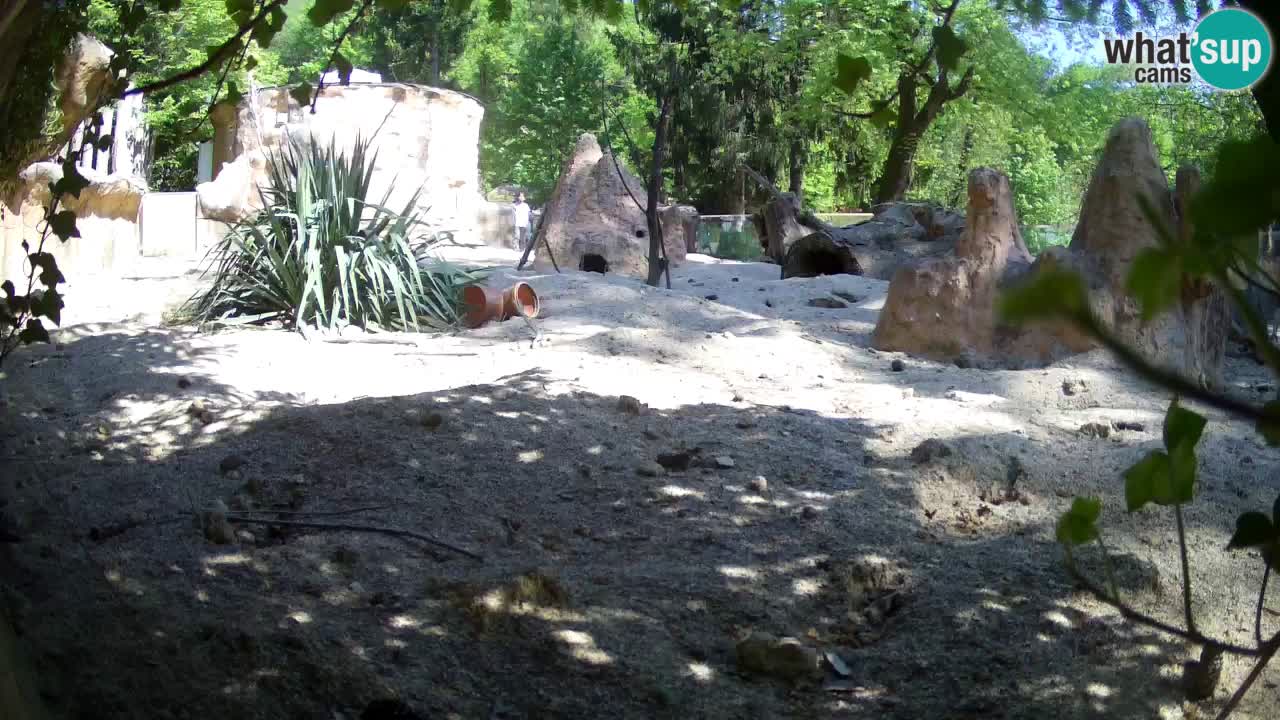 Live cam Zoo Ljubljana – Erdmännchen