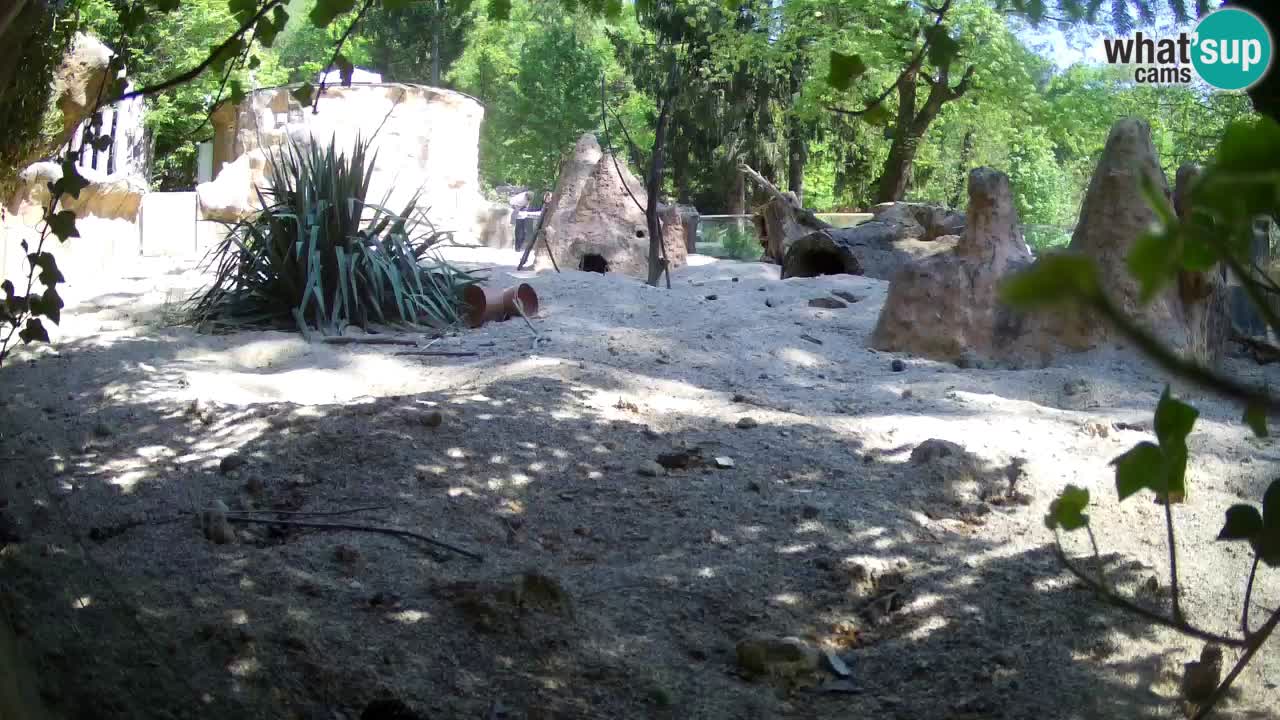 Zoo Ljubljana – Meerkat (Suricata)
