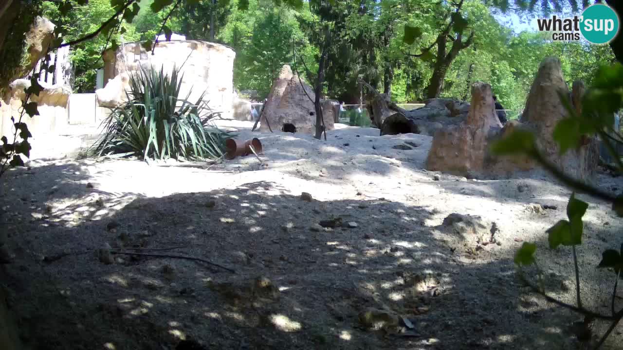 Zoo Ljubljana – Meerkat (Suricata)