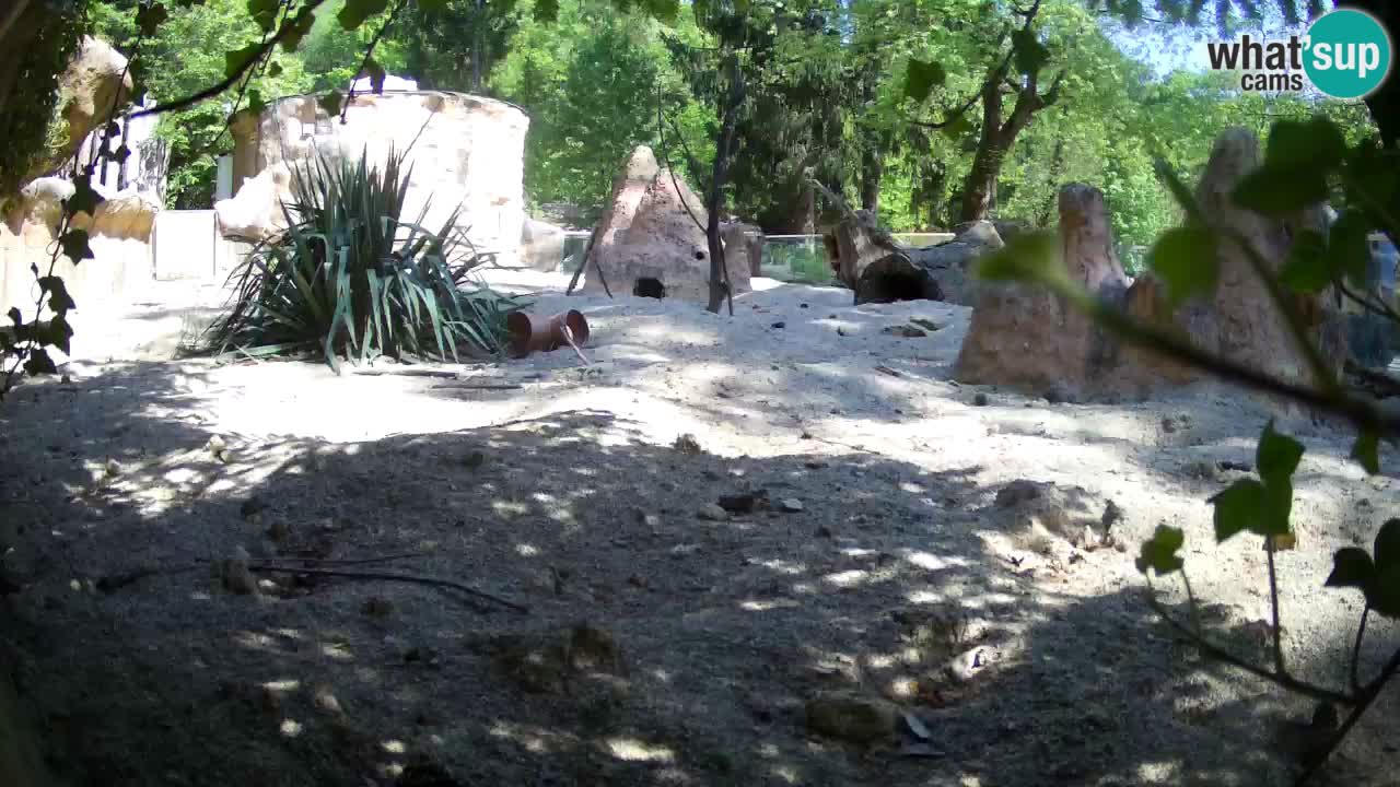 Zoo Ljubljana – Meerkat (Suricata)
