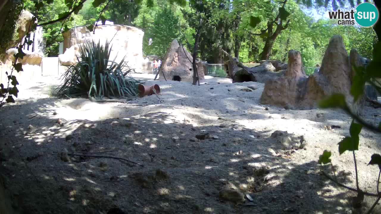 Webcam Zoo Ljubljana – Suricate