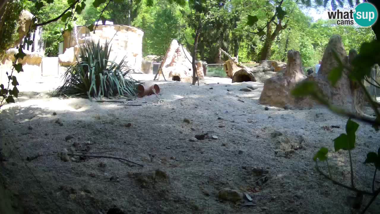 Zoo Ljubljana – Live webcam Meerkat (Suricata)