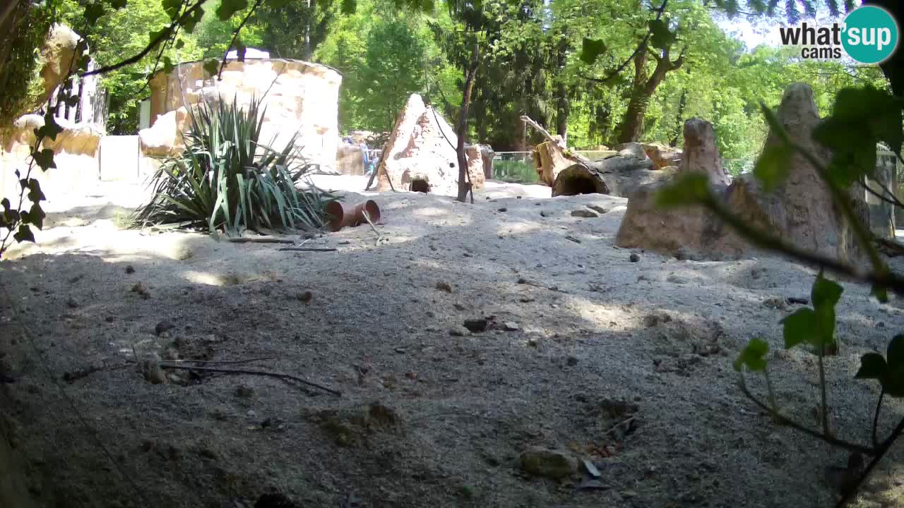 Zoo Ljubljana – Live webcam Meerkat (Suricata)