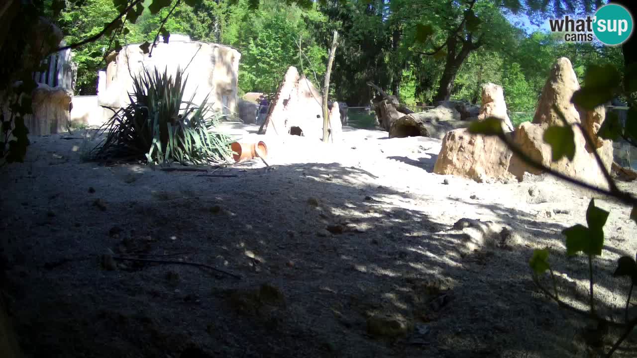 Webcam live Zoo Ljubljana – Suricata