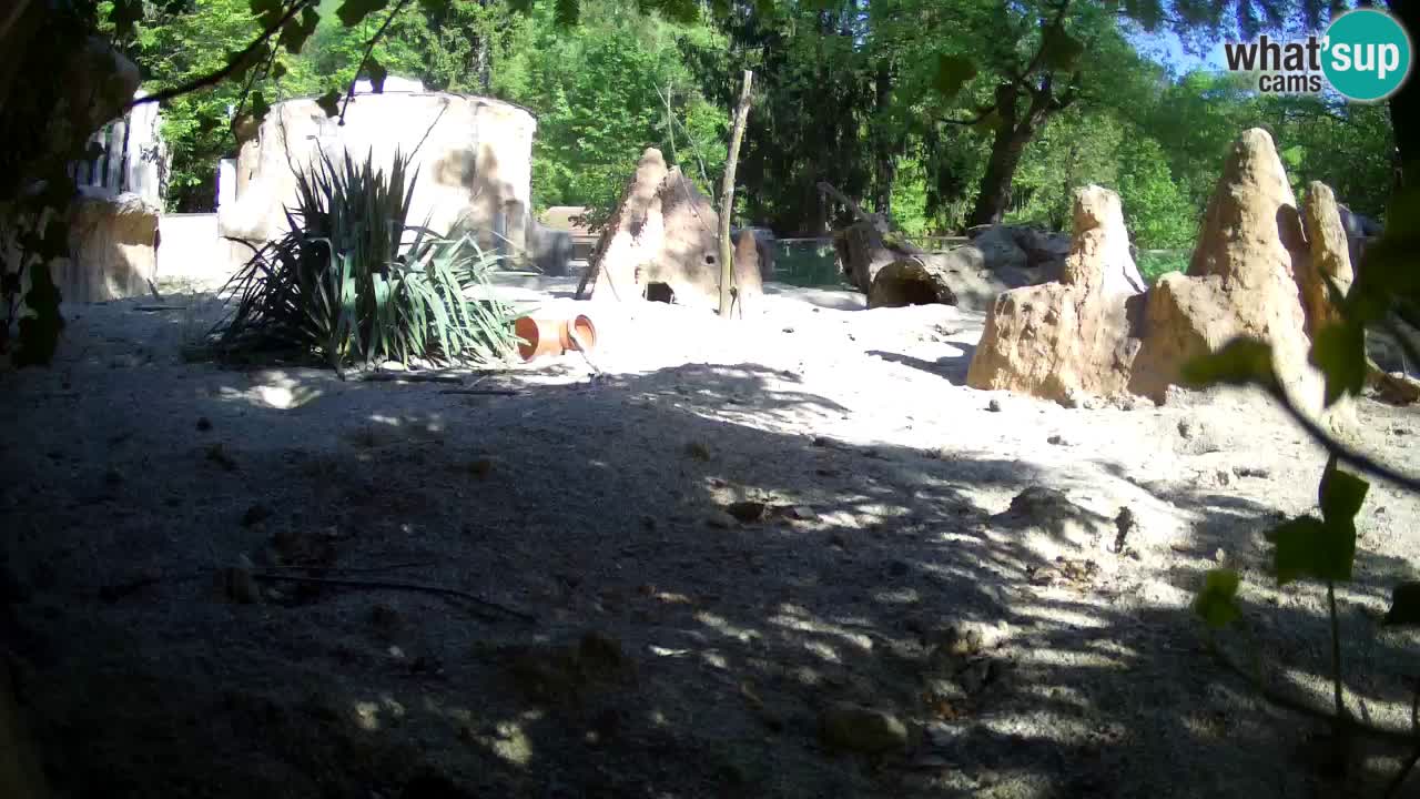Webcam live Zoo Ljubljana – Suricata