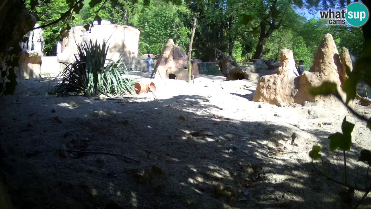 Webcam Zoo Ljubljana – Suricate