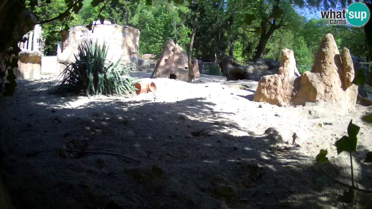 Zoo Ljubljana – Meerkat (Suricata)