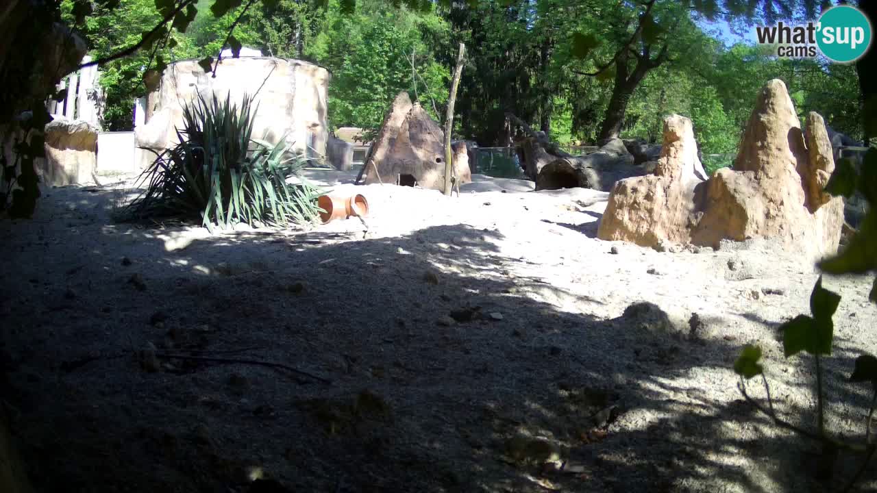 Web kamera Zoo Ljubljana – Merkat