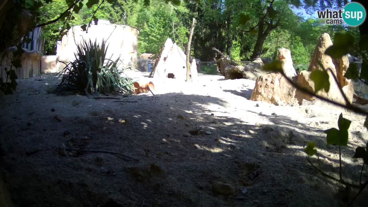 Web kamera Zoo Ljubljana – Merkat