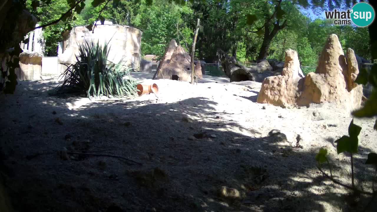 Live cam Zoo Ljubljana – Erdmännchen