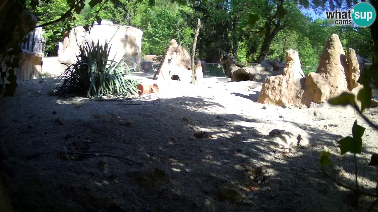 Live cam Zoo Ljubljana – Erdmännchen