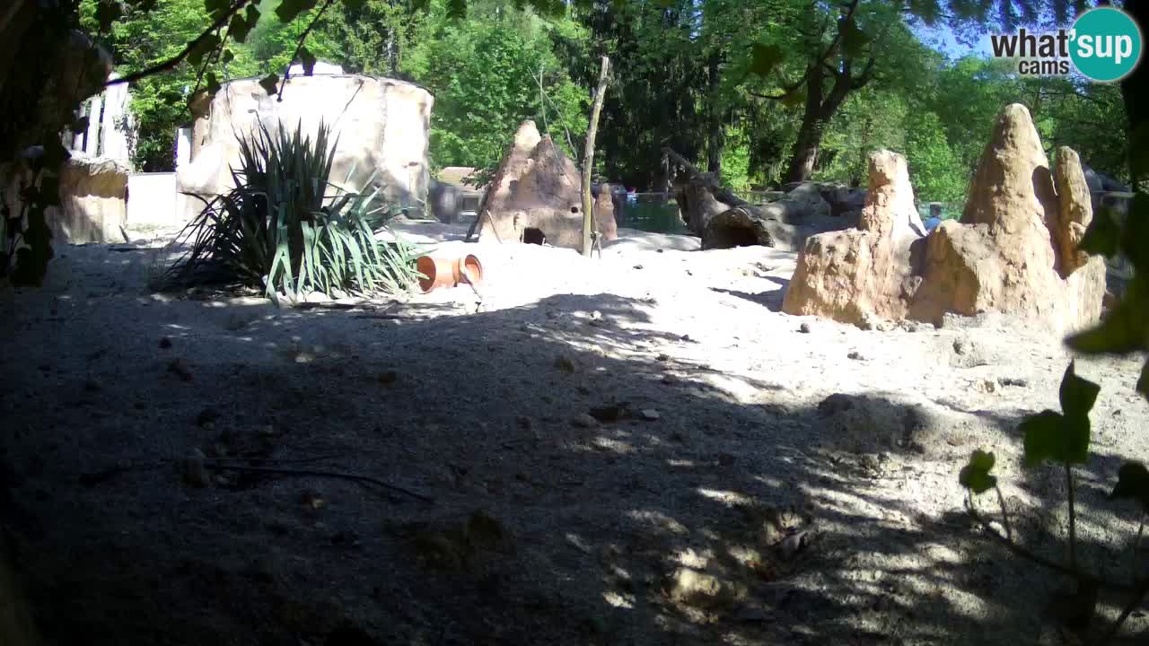 Live cam Zoo Ljubljana – Erdmännchen