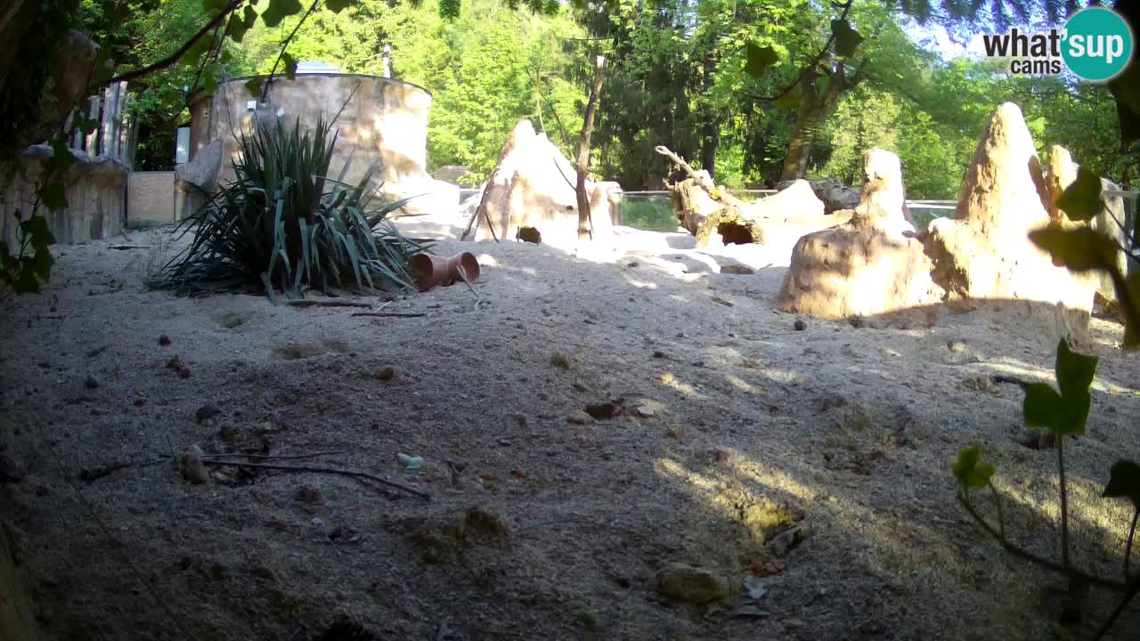 Live cam Zoo Ljubljana – Erdmännchen