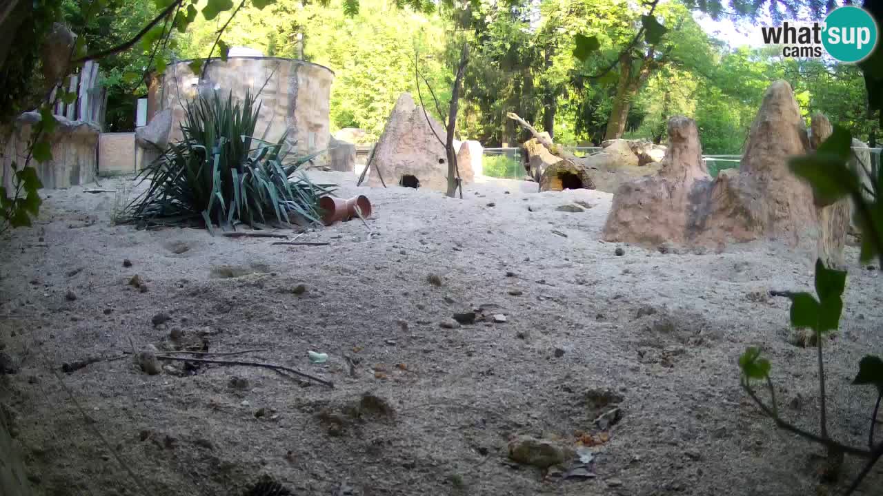 Live cam Zoo Ljubljana – Erdmännchen