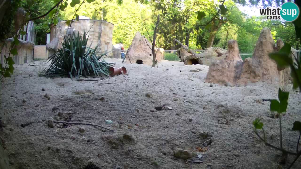 Live cam Zoo Ljubljana – Erdmännchen