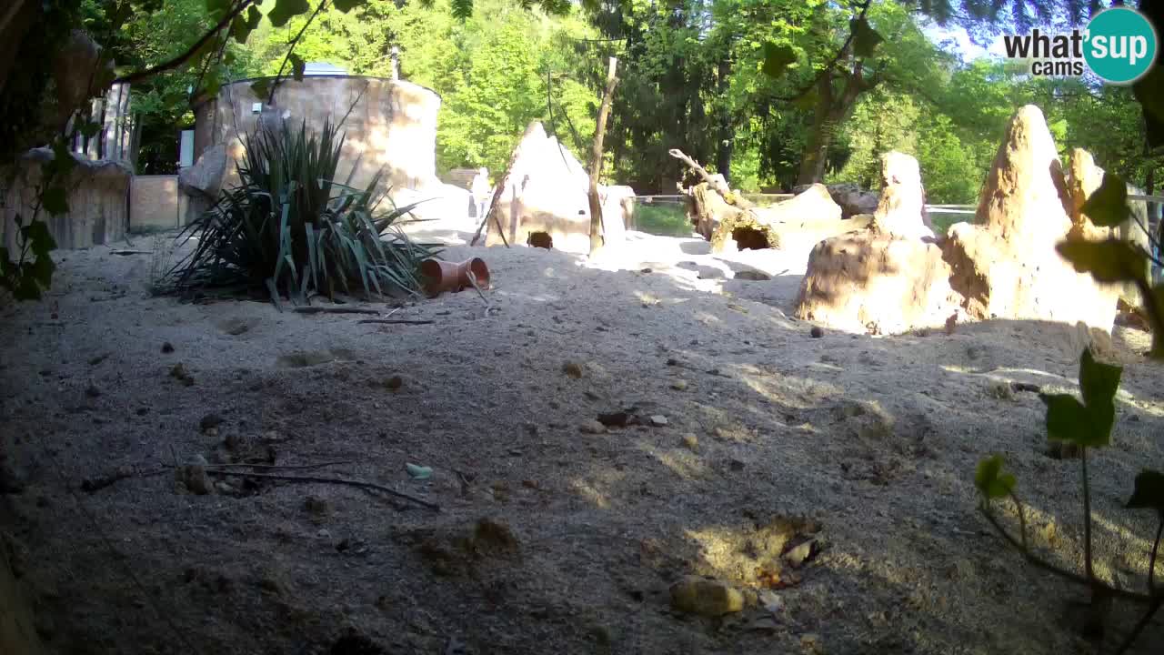 Webcam live Zoo Ljubljana – Suricata