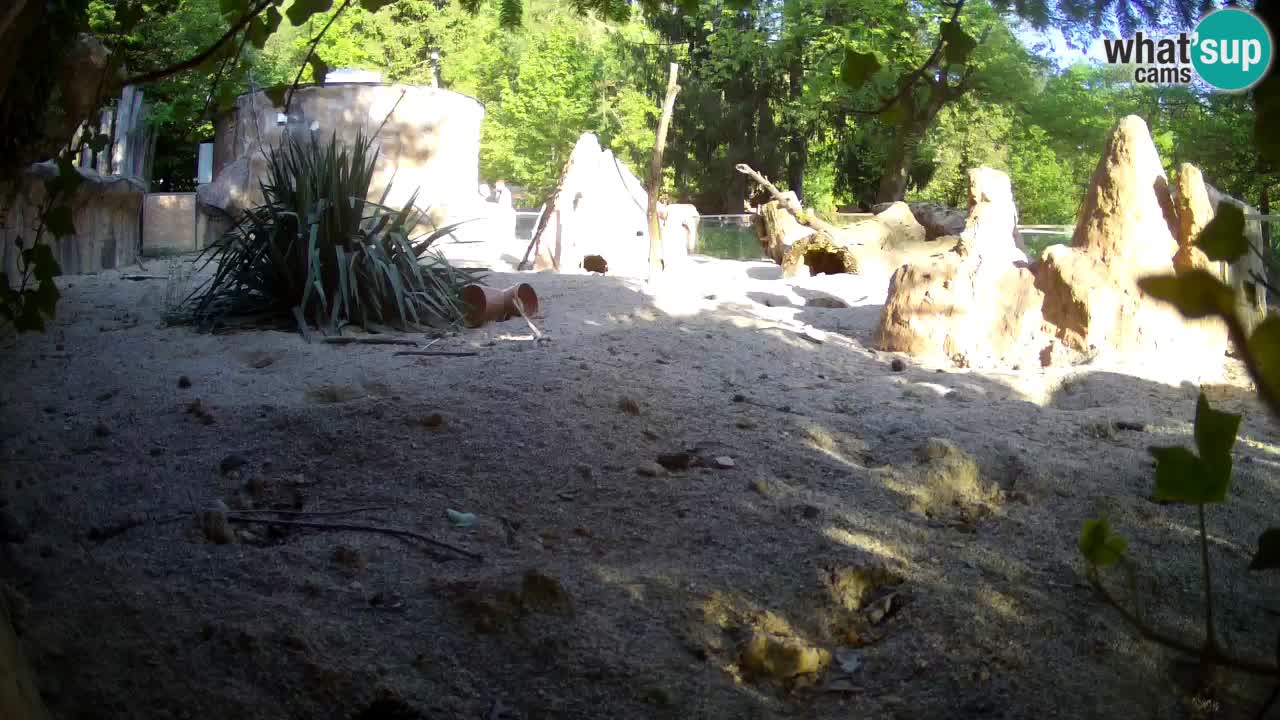 Live cam Zoo Ljubljana – Erdmännchen