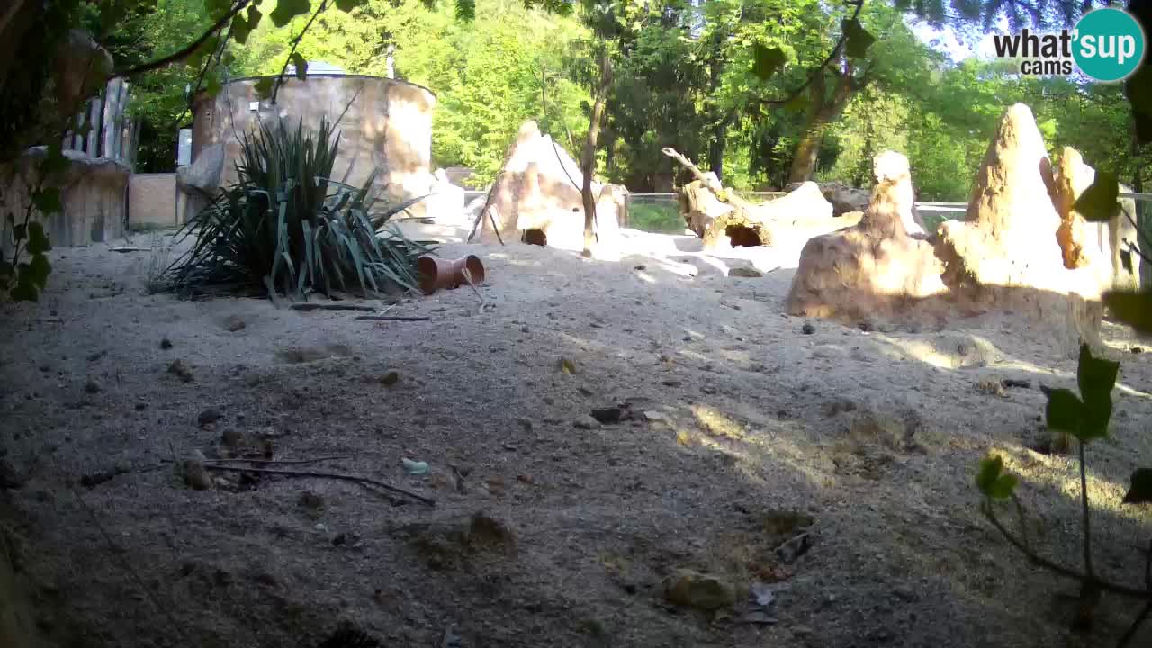 Webcam live Zoo Ljubljana – Suricata
