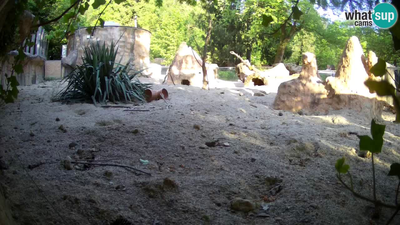 Webcam Zoo Ljubljana – Suricate