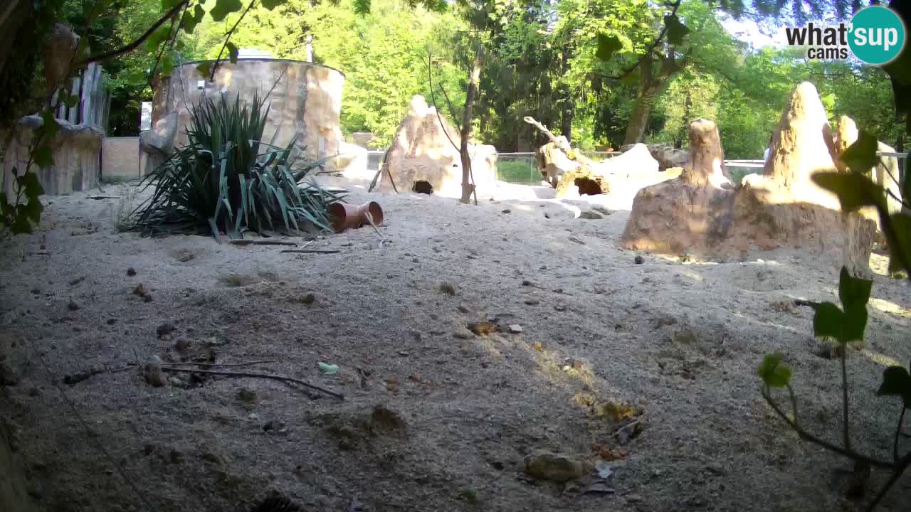 Zoo Ljubljana – Live webcam Meerkat (Suricata)